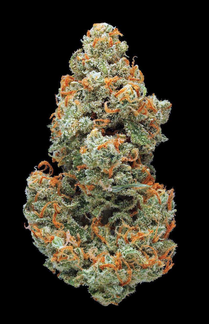 Jack Herer Strain Review Cannabis Now Magazine