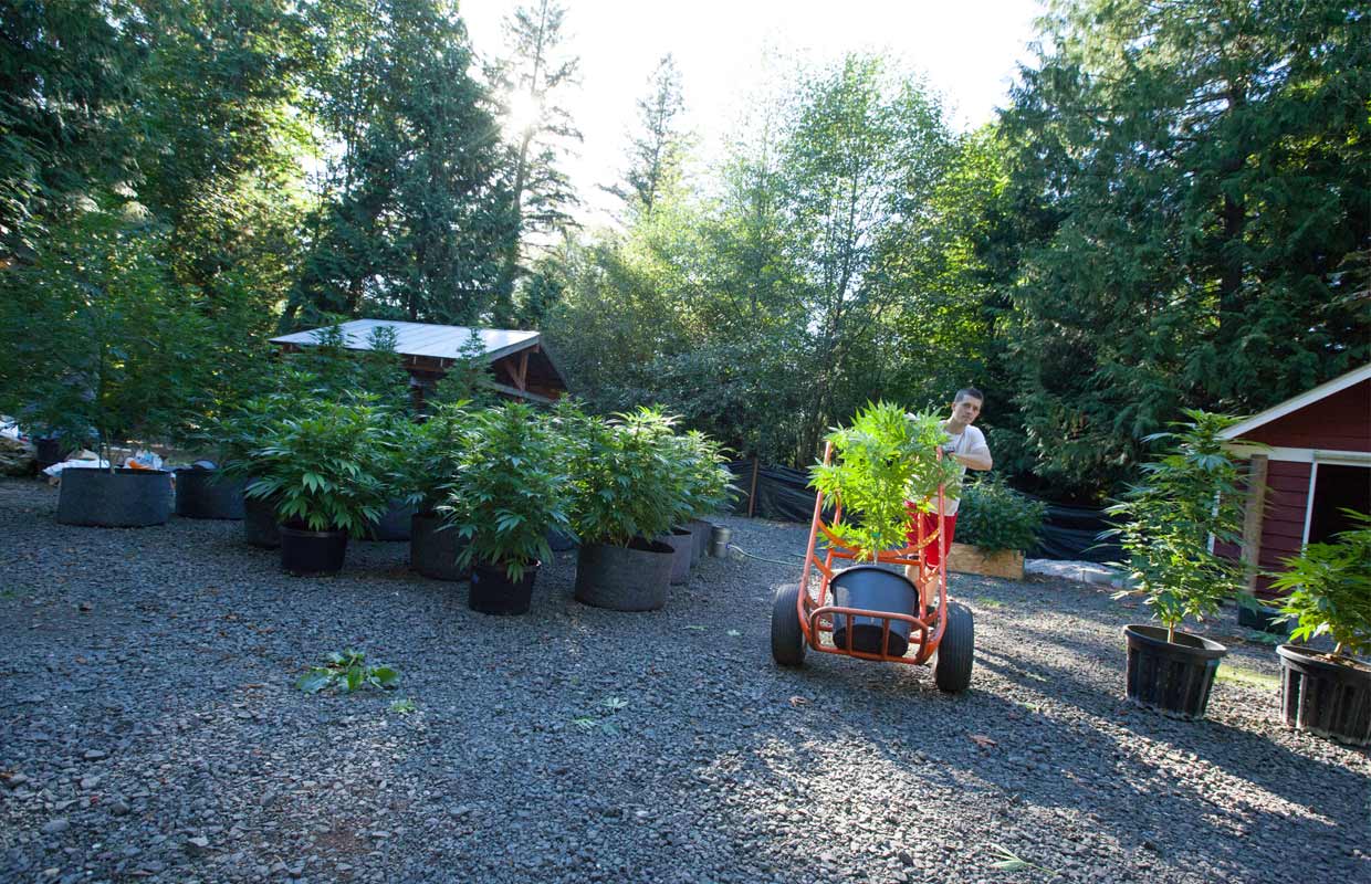 Charles Cassidy of TKO Reserve transports CBD-rich plants to their final home in the ground.