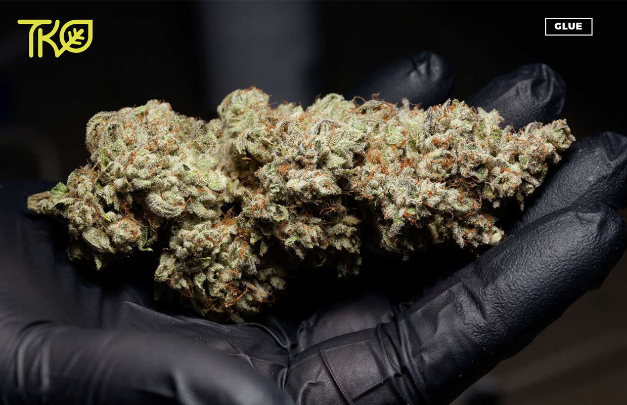A hand in a black latex glove shows off a large nug of Glue from TKO reserves.