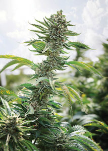 Honeydew Farms Humboldt Cannabis Now