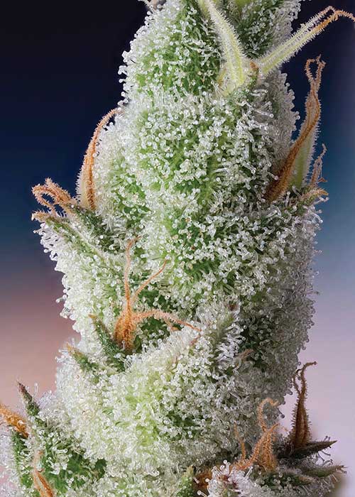 photo of The Secret World of Trichomes image