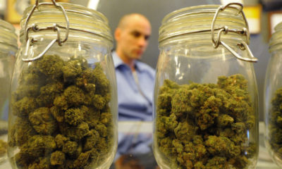 Two half-full jars of bud in Los Angeles where medical marijuana laws are changing quickly.