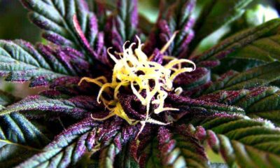 A young and purply cannabis plant is still not taken off a schedule I status by the DEA, despite it's overwhelming medical benefits.