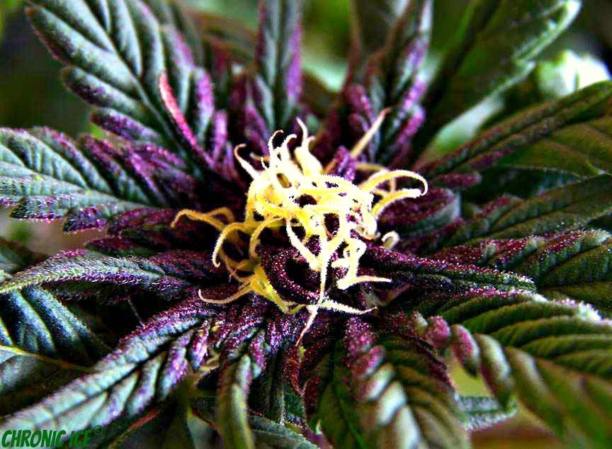 A young and purply cannabis plant is still not taken off a schedule I status by the DEA, despite it's overwhelming medical benefits.
