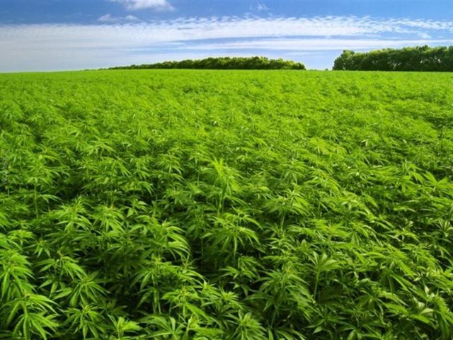 A field of cannabis plants in Concord, California where outdoor marijuana cultivation is banned.