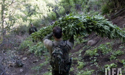 Man carries large cuts of cannabis plants in a state that may legalize.