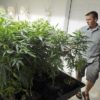 Chuck Campbell, medical marijuana provider and owner of Montana Buds, stands beside marijuana plants that he was preparing to turnover to law enforcement before Helena District Judge James Reynolds issued a preliminary injunction temporarily blocking portions of a state law.