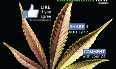 An image with a pot leaf is overlaid with thumbs up, shares, comments, and the Cannabis Now logo to show that 52% of American's support legalization.