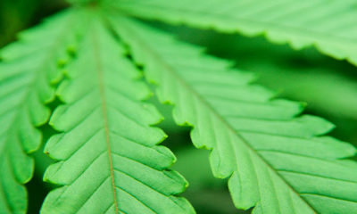 Close up of bright green cannabis leaves.