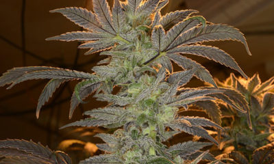 Looming cannabis plant in an orange safelite.