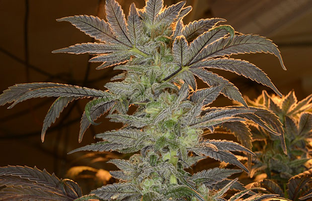 Looming cannabis plant in an orange safelite.
