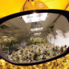 A pair of method seven glasses up against the lens to show the difference between plants under lights without the glasses and with.