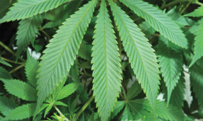Brown University Investigates Marijuana