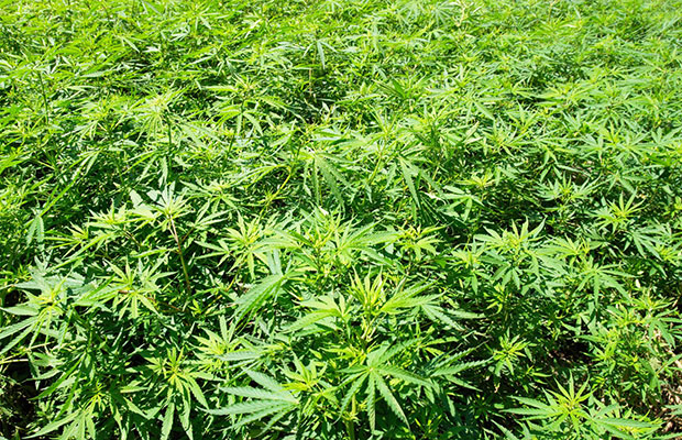 A lush, green field of marijuana