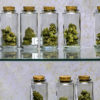 Medical Marijuana dispensary in Berkeley California