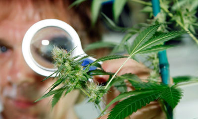 Federal Government patented medical marijuana