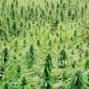 SB 566 legalizes hemp in California