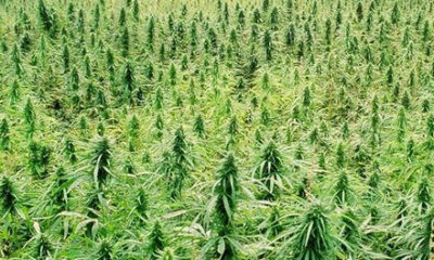 SB 566 legalizes hemp in California