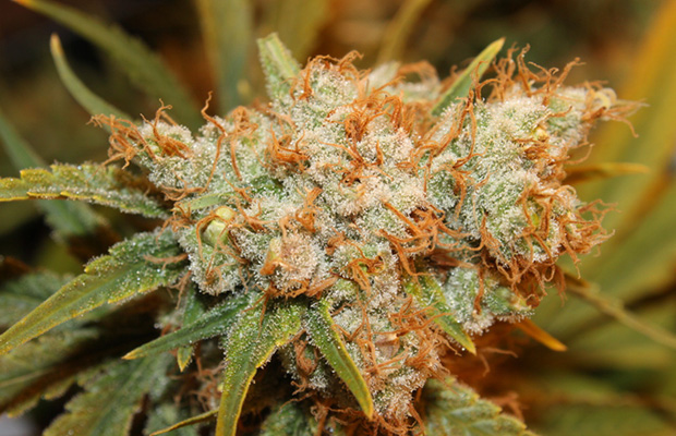 Strain Review: Sour Flower | Cannabis Now
