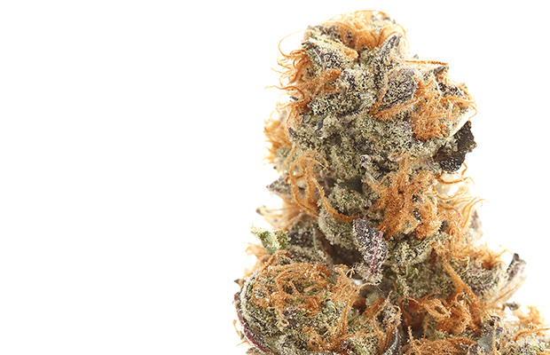 Lavender Kush Strain Review by Dragonfly