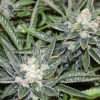 Sour Disel Strain Review by Cannabis Now Magazine