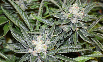 Sour Disel Strain Review by Cannabis Now Magazine