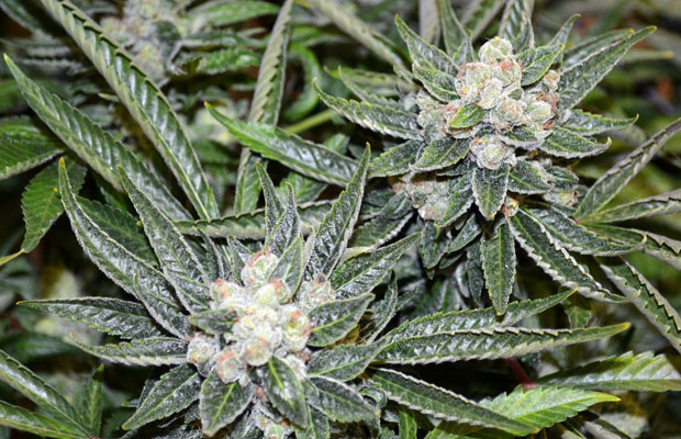 Sour Disel Strain Review by Cannabis Now Magazine