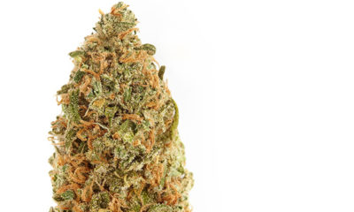 Space Queen photo compliments of Harborside Health Center to Cannabis Now Magazine
