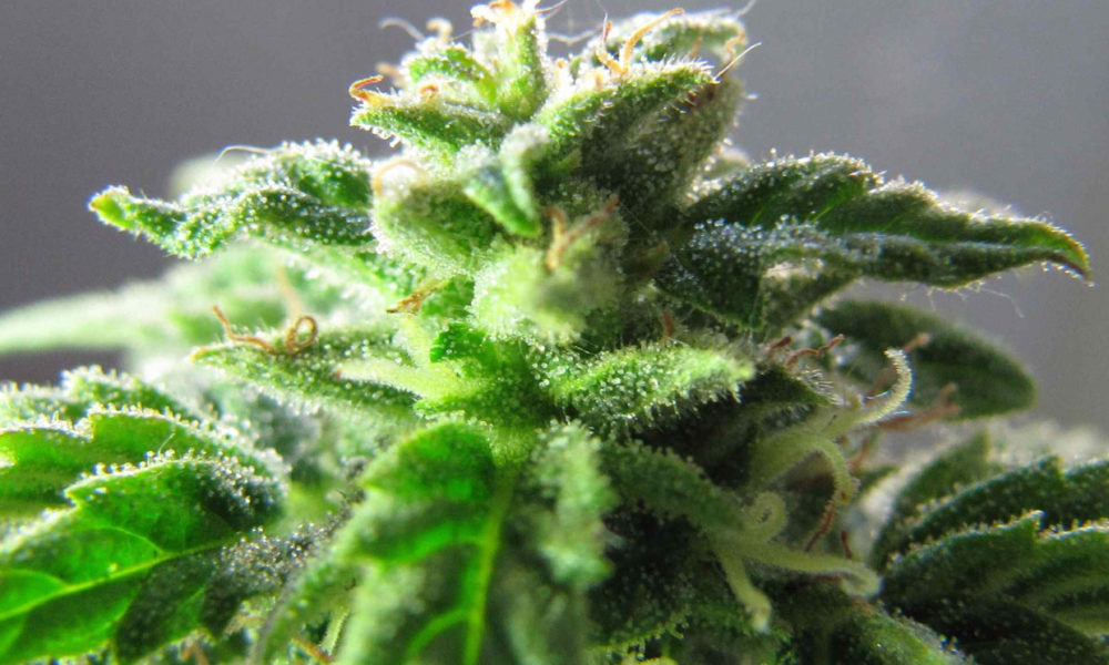 Shiva Skunk: One of the World’s Most Potent Indica Strains