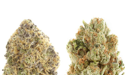 The difference between indica and sativa: Ken's Grand Daddy Purp and Headband | Cannabis Now Magazine