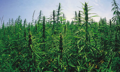 Beautiful field of green industrial hemp stalks in states where it is now legal to grow.