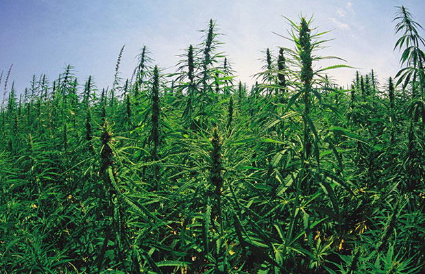 Beautiful field of green industrial hemp stalks in states where it is now legal to grow.