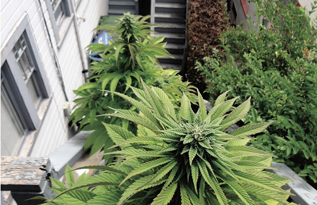 Clean cannabis plants upon a stairwell.
