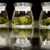 Medical Cannabis Will Appear on Florida Ballot | Cannabis Now Magazine