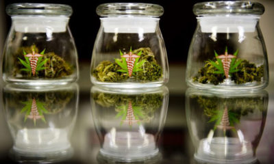 Medical Cannabis Will Appear on Florida Ballot | Cannabis Now Magazine