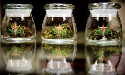 Three little jars of marijuana lit brightly on a black table top, they hold many different benefits and healing powers.