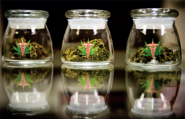 Three little jars of marijuana lit brightly on a black table top, they hold many different benefits and healing powers.