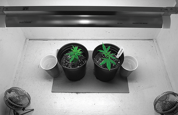 Two vegetating plants in black pots sit beside one another on a gray mat under a white light.