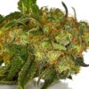 Bud shot of Harlequin strain, which can be used as a CBD to treat aspergars syndrome.