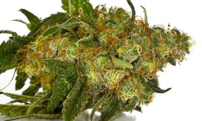 Bud shot of Harlequin strain, which can be used as a CBD to treat aspergars syndrome.