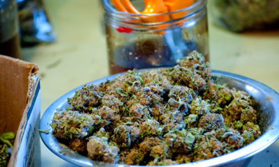 A bowl of properly cured cannabis buds in a metal bowl next to a jar of scissors soaking in alcohol.
