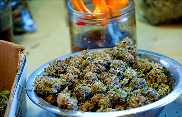 A bowl of properly cured cannabis buds in a metal bowl next to a jar of scissors soaking in alcohol.