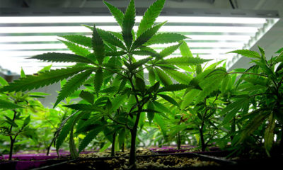 Young individual plant looks bright green among its sisters and the bright lights of a grow room.