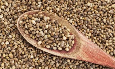 A pile of hemp seeds with a spoon in them. They are very healthy for you and a spoonful can do a world of good.