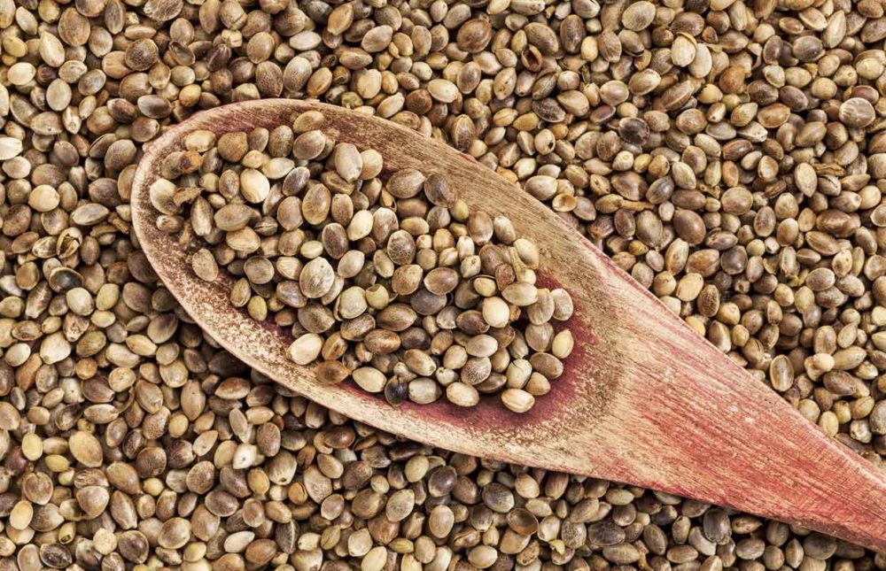 A pile of hemp seeds with a spoon in them. They are very healthy for you and a spoonful can do a world of good.