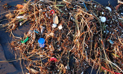 Seaweed washed up on a dark beach with scraps of garbage, none of it made from hemp plastics.