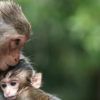 Rhesus Macaque Mother and Child.