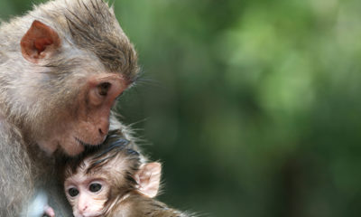 Rhesus Macaque Mother and Child.