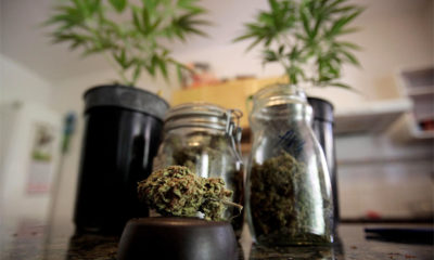 Jars of bud in front of young cannabis plants at the Cannabis Collective in Spain.