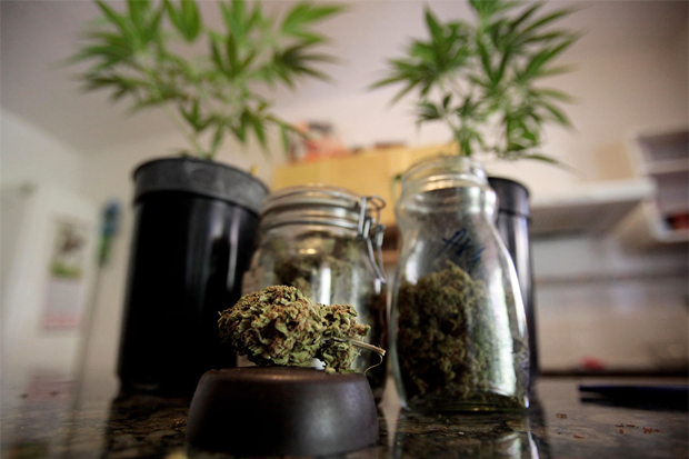 Jars of bud in front of young cannabis plants at the Cannabis Collective in Spain.